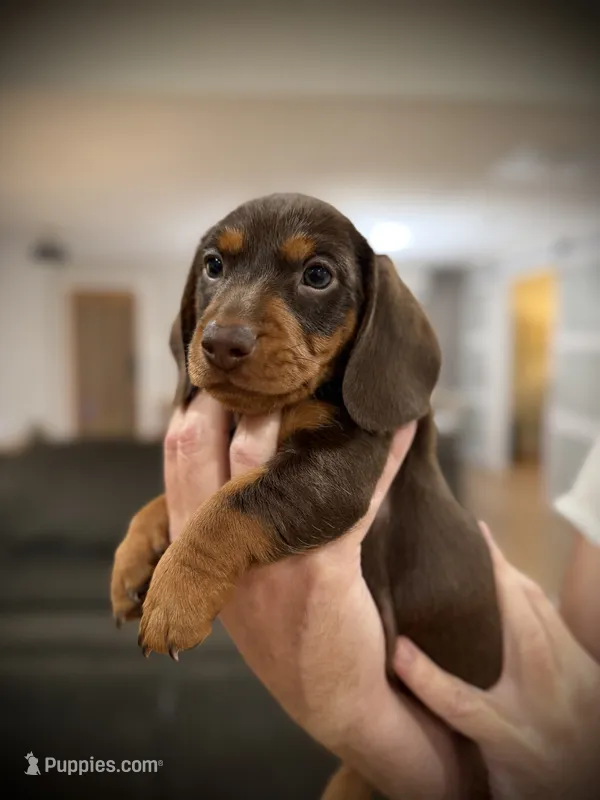 Domino – Miniature Dachshund puppy for sale in Rockwall, TX
