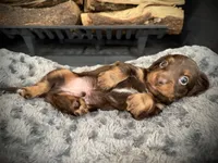 Tux, a male Miniature Dachshund for sale in Rockwall, TX – 4 of 10