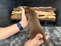 Domino, a male Miniature Dachshund for sale in Rockwall, TX – 6 of 10
