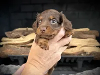 Tux, a male Miniature Dachshund for sale in Rockwall, TX – 5 of 10