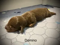 Domino, a male Miniature Dachshund for sale in Rockwall, TX – 1 of 4