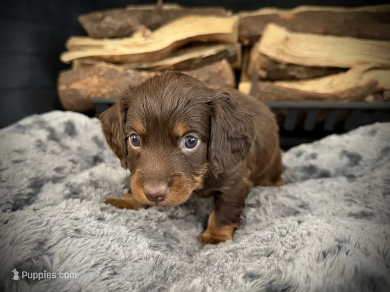 Tux – Miniature Dachshund puppy for sale in Rockwall, TX