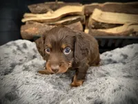 Tux, a male Miniature Dachshund for sale in Rockwall, TX – 3 of 10