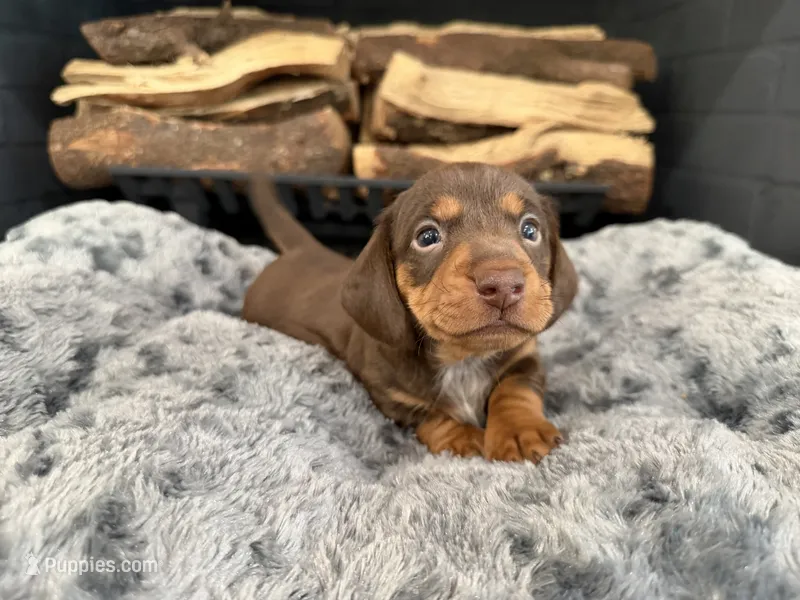 Domino – Miniature Dachshund puppy for sale in Rockwall, TX