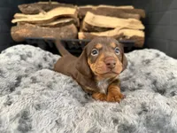 Domino, a male Miniature Dachshund for sale in Rockwall, TX – 3 of 10