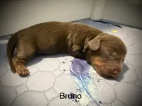 Bruno, a male Miniature Dachshund for sale in Rockwall, TX – 1 of 4