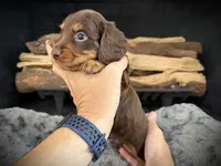 Bruno, a male Miniature Dachshund for sale in Rockwall, TX – 5 of 10