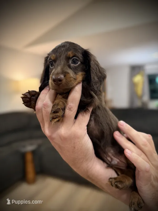 Tux – Miniature Dachshund puppy for sale in Rockwall, TX