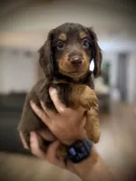Bruno, a male Miniature Dachshund for sale in Rockwall, TX – 2 of 10
