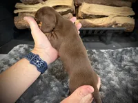 Chloe, a female Miniature Dachshund for sale in Rockwall, TX – 4 of 7