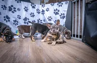 Grayson, a male French Bulldog for sale in Southfield, MI – 1 of 7