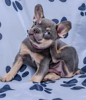 Gracie, a female French Bulldog for sale in Southfield, MI – 7 of 10