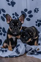 Roxcy, a female French Bulldog for sale in Southfield, MI – 2 of 5