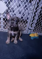 Grayson, a male French Bulldog for sale in Southfield, MI – 2 of 7