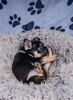 Roxcy, a female French Bulldog for sale in Southfield, MI – 3 of 5