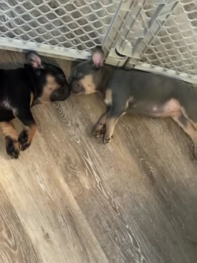 Gracie, a female French Bulldog for sale in Southfield, MI – 6 of 10