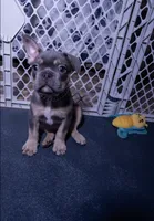 Grayson, a male French Bulldog for sale in Southfield, MI – 5 of 7