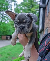 Grayson, a male French Bulldog for sale in Southfield, MI – 3 of 7