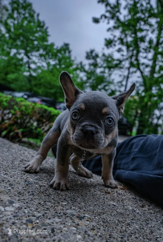 Gracie – French Bulldog puppy for sale in Southfield, MI