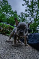 Gracie, a female French Bulldog for sale in Southfield, MI – 1 of 10