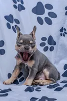 Gracie, a female French Bulldog for sale in Southfield, MI – 3 of 10