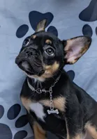 Roxcy, a female French Bulldog for sale in Southfield, MI – 4 of 5