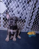 Grayson, a male French Bulldog for sale in Southfield, MI – 6 of 7