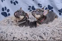 Grayson, a male French Bulldog for sale in Southfield, MI – 4 of 7