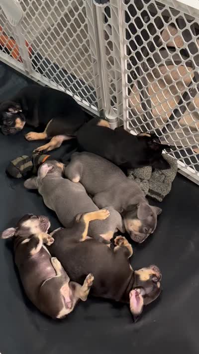 Gracie, a female French Bulldog for sale in Southfield, MI – 10 of 10