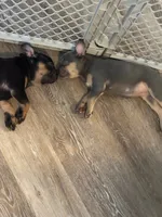 Gracie, a female French Bulldog for sale in Southfield, MI – 5 of 10