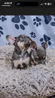 Gracie, a female French Bulldog for sale in Southfield, MI – 4 of 10