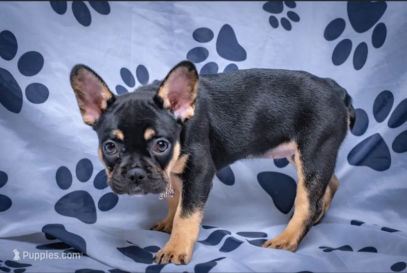 Roxcy – French Bulldog puppy for sale in Southfield, MI