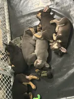 Gracie, a female French Bulldog for sale in Southfield, MI – 9 of 10