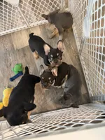 Roxcy, a female French Bulldog for sale in Southfield, MI – 5 of 5