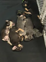 Gracie, a female French Bulldog for sale in Southfield, MI – 8 of 10
