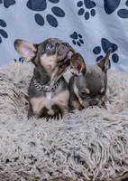 Grayson, a male French Bulldog for sale in Southfield, MI – 7 of 7