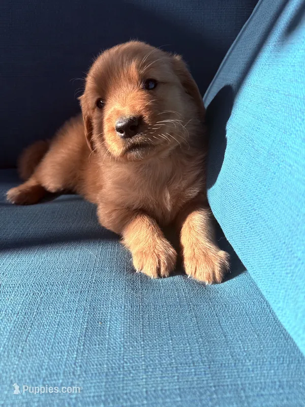 Lilly – Golden Retriever puppy for sale in Las Vegas, NV