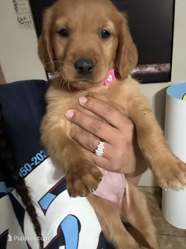 Hot pink golden , a female Golden Retriever for sale in Las Vegas, NV – 1 of 1