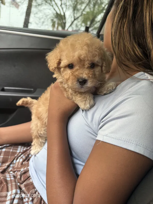 Female maltipoo – Maltipoo puppy for sale in Las Vegas, NV