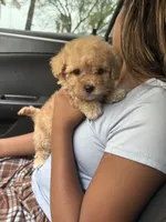 Female maltipoo, a female Maltipoo for sale in Las Vegas, NV – 1 of 1