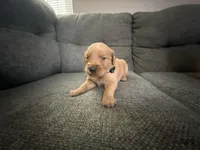 Black collar puppy , a male Golden Retriever for sale in Las Vegas, NV – 2 of 7