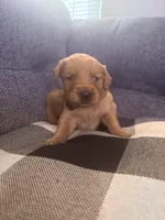 Black collar puppy , a male Golden Retriever for sale in Las Vegas, NV – 7 of 7