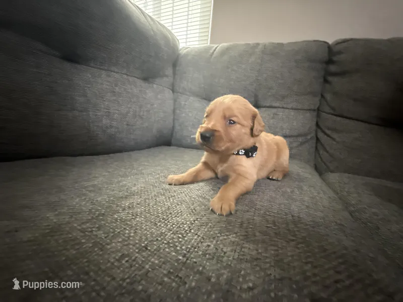 Black collar puppy  – Golden Retriever puppy for sale in Las Vegas, NV