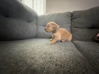 Black collar puppy , a male Golden Retriever for sale in Las Vegas, NV – 3 of 7