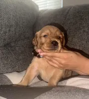 Black collar puppy , a male Golden Retriever for sale in Las Vegas, NV – 5 of 7