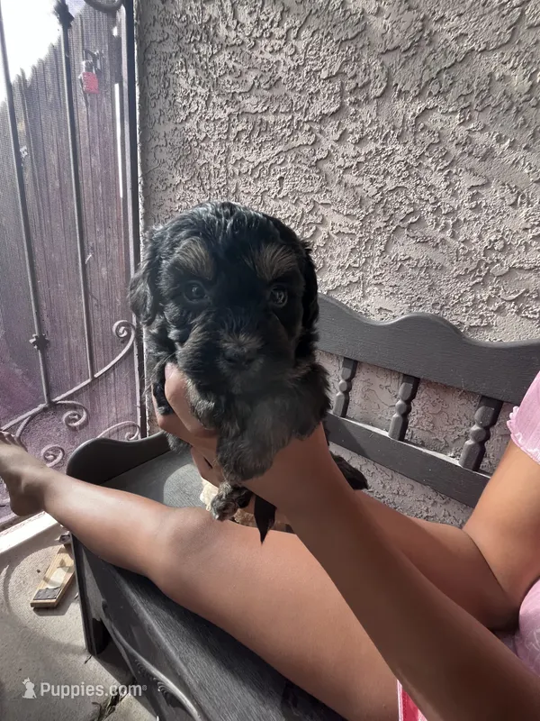 Male Maltipoo  – Maltipoo puppy on hold in Las Vegas, NV