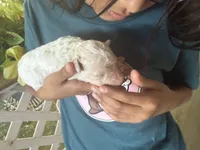 Maltipoo, a female Maltipoo for sale in Las Vegas, NV – 2 of 3