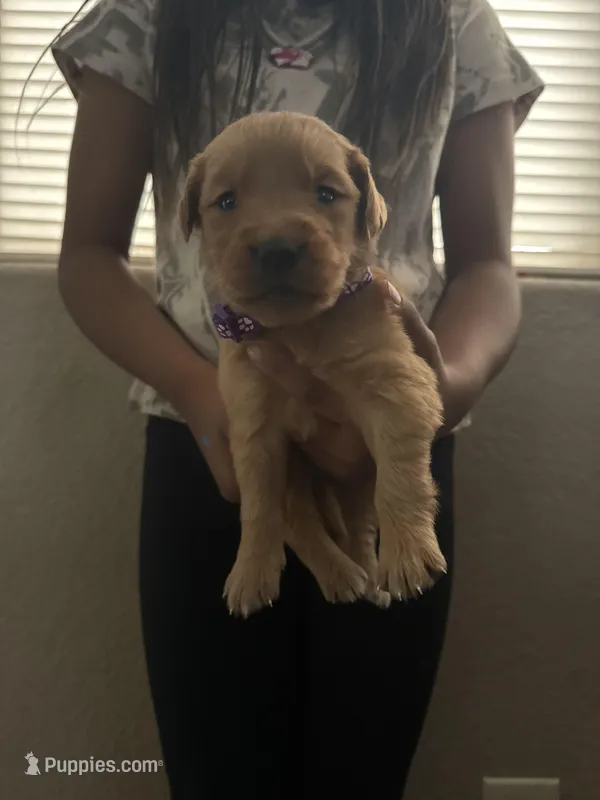 Lilly – Golden Retriever puppy for sale in Las Vegas, NV
