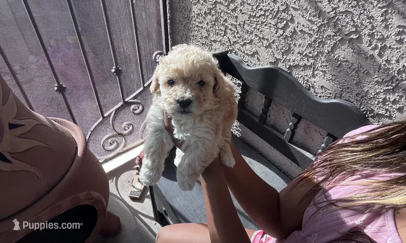 Male Maltipoo  – Maltipoo puppy for sale in Las Vegas, NV