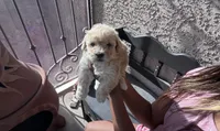 Male Maltipoo , a male Maltipoo for sale in Las Vegas, NV – 1 of 1